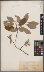 Foto von Salix caprea L.